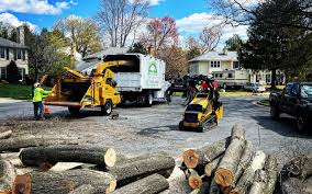 Best Tree Disease Treatment  in Windsor, IL