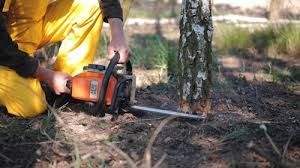 Best Tree Maintenance Programs  in Windsor, IL