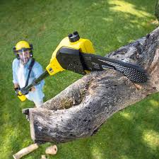 Best Tree Preservation Services  in Windsor, IL