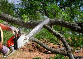 Best Leaf Removal  in Windsor, IL