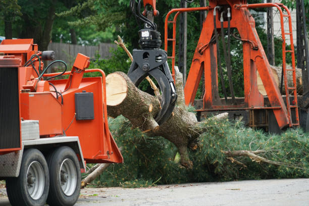 Best Utility Line Clearance  in Windsor, IL