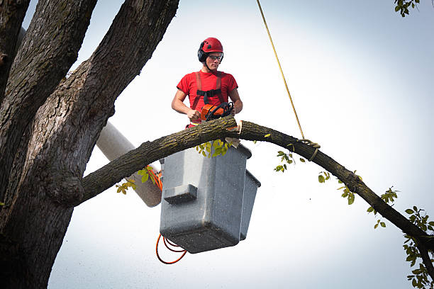 Why Choose Our Tree Removal Services in Windsor, IL?