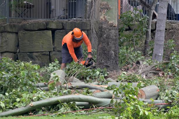 Best Tree and Shrub Care  in Windsor, IL