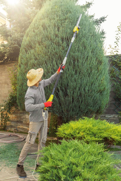 Best Commercial Tree Services  in Windsor, IL